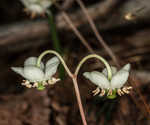 Pipsissewa <BR>Spotted wintergreen